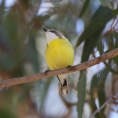 Gerygone olivacea (White-throated Gerygone) at Booth, ACT - 9 Oct 2023 by RodDeb