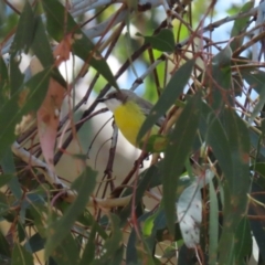 Gerygone olivacea at Booth, ACT - 9 Oct 2023