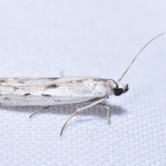 Phycitodes melanosticta (A Pyralid moth (Phycitinae) at Greenleigh, NSW - 8 Oct 2023 by DianneClarke