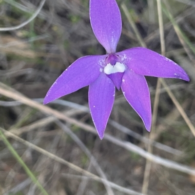 Glossodia major (Wax Lip Orchid) at Majura, ACT - 2 Oct 2023 by JaneR