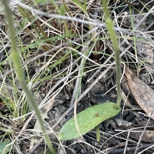 Glossodia major at Majura, ACT - suppressed