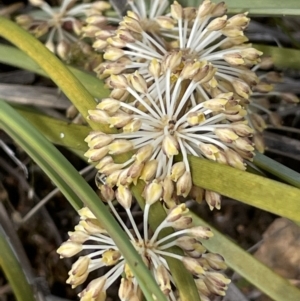 Lomandra multiflora at Majura, ACT - 5 Oct 2023 11:08 AM