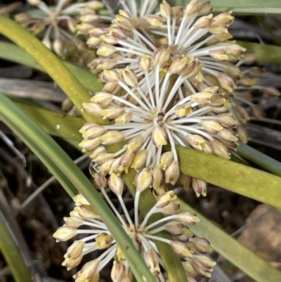 Lomandra multiflora (Many-flowered Matrush) at Majura, ACT - 5 Oct 2023 by JaneR