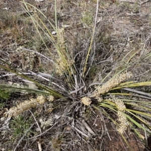 Lomandra multiflora at Majura, ACT - 5 Oct 2023 11:08 AM