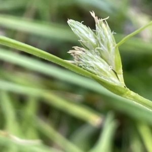 Carex inversa at Majura, ACT - 7 Oct 2023