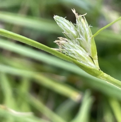 Carex inversa (Knob Sedge) at Mount Ainslie - 7 Oct 2023 by JaneR