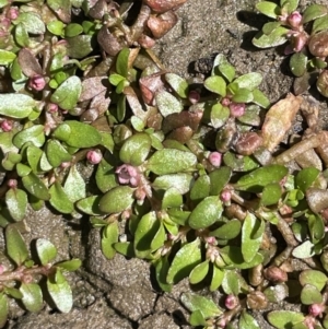 Elatine gratioloides at Majura, ACT - 7 Oct 2023