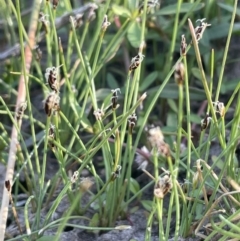 Eleocharis pusilla (Small Spike-rush) at The Pinnacle - 8 Oct 2023 by JaneR