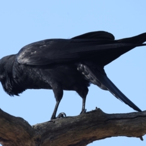 Corvus coronoides at Majura, ACT - 6 Oct 2023 03:39 PM