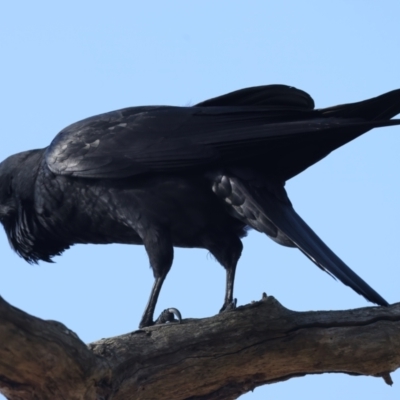 Corvus coronoides (Australian Raven) at Mount Ainslie - 6 Oct 2023 by jb2602