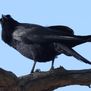 Corvus coronoides at Majura, ACT - 6 Oct 2023