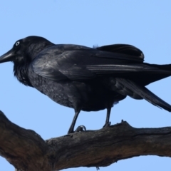 Corvus coronoides at Majura, ACT - 6 Oct 2023 03:39 PM