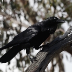 Corvus coronoides at Majura, ACT - 6 Oct 2023 03:39 PM