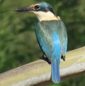 Todiramphus sanctus at Araluen, NSW - 5 Oct 2023