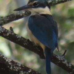 Todiramphus sanctus at Araluen, NSW - 5 Oct 2023