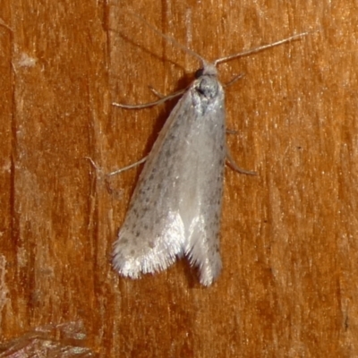 Ceromitia (genus) at Charleys Forest, NSW - 9 Oct 2023 by arjay