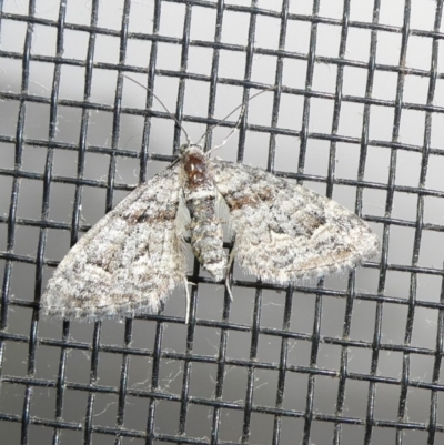 Phrissogonus laticostata (Apple looper moth) at Charleys Forest, NSW - 9 Oct 2023 by arjay