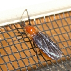 Bibio imitator (Garden maggot) at Charleys Forest, NSW - 8 Oct 2023 by arjay