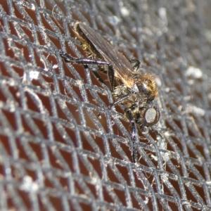 Bibio sp. (genus) at Charleys Forest, NSW - 8 Oct 2023