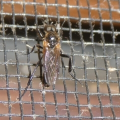 Bibio sp. (genus) at Charleys Forest, NSW - 8 Oct 2023