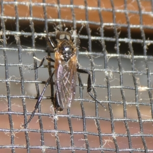 Bibio sp. (genus) at Charleys Forest, NSW - 8 Oct 2023