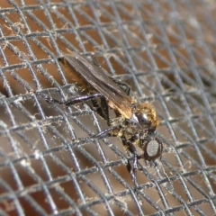 Bibio sp. (genus) at Charleys Forest, NSW - 8 Oct 2023