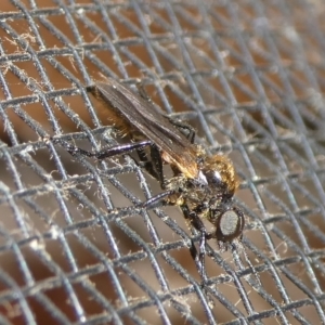 Bibio sp. (genus) at Charleys Forest, NSW - 8 Oct 2023