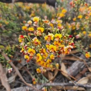 Bossiaea riparia at Peak View, NSW - 10 Oct 2021