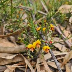 Bossiaea riparia at Peak View, NSW - 10 Oct 2021