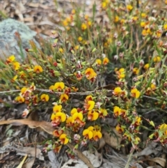 Bossiaea riparia at Peak View, NSW - 10 Oct 2021