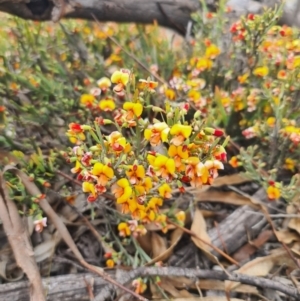 Bossiaea riparia at Peak View, NSW - 10 Oct 2021