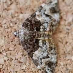 Chrysolarentia phaedra (Elegant Carpet) at Moruya, NSW by LisaH