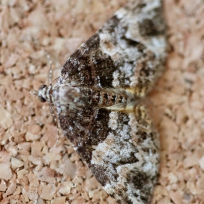 Chrysolarentia phaedra (Elegant Carpet) at Moruya, NSW by LisaH
