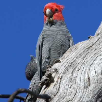 Callocephalon fimbriatum (Gang-gang Cockatoo) at Ainslie, ACT - 6 Oct 2023 by jb2602