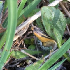 Philobota undescribed species near arabella (A concealer moth) at Lower Borough, NSW - 6 Oct 2023 by mcleana