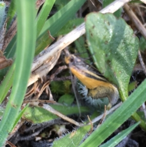 Philobota undescribed species near arabella at Lower Borough, NSW - 7 Oct 2023 08:32 AM