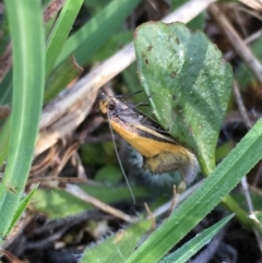 Philobota undescribed species near arabella at Lower Borough, NSW - 7 Oct 2023 08:32 AM