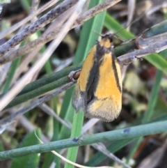 Philobota undescribed species near arabella at Lower Borough, NSW - 7 Oct 2023