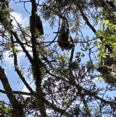 Pteropus poliocephalus (Grey-headed Flying-fox) at Kangaroo Valley, NSW - 10 Oct 2023 by lbradley