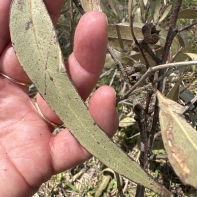 Eucalyptus tereticornis subsp. tereticornis (Forest Red Gum) at Kangaroo Valley, NSW - 10 Oct 2023 by lbradley