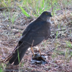 Tachyspiza cirrocephala (Collared Sparrowhawk) at Braidwood, NSW - 9 Oct 2023 by MatthewFrawley