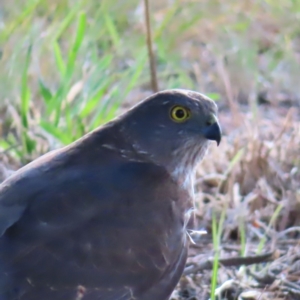 Accipiter cirrocephalus at Braidwood, NSW - 9 Oct 2023