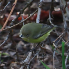 Acanthiza nana (Yellow Thornbill) at Braidwood, NSW - 10 Oct 2023 by MatthewFrawley