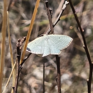 Poecilasthena (genus) at Captains Flat, NSW - 10 Oct 2023