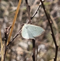 Poecilasthena (genus) at Captains Flat, NSW - 10 Oct 2023 11:51 AM