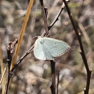 Poecilasthena (genus) at Captains Flat, NSW - 10 Oct 2023