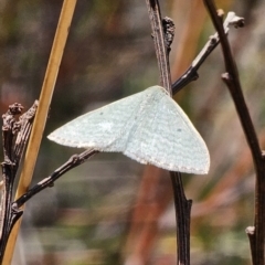 Poecilasthena (genus) at Captains Flat, NSW - 10 Oct 2023 11:51 AM