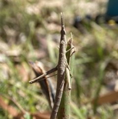 Heide sp. (genus) (A heath matchstick grasshopper) at Tallong, NSW - 9 Oct 2023 by AJB