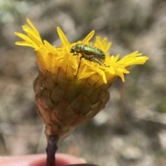 Diphucephala sp. (genus) (Green Scarab Beetle) at Penrose, NSW - 9 Oct 2023 by AJB