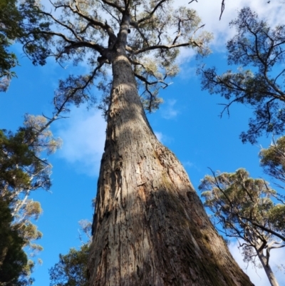 Eucalyptus obliqua (Messmate) at Derby, TAS - 4 May 2023 by Steve818